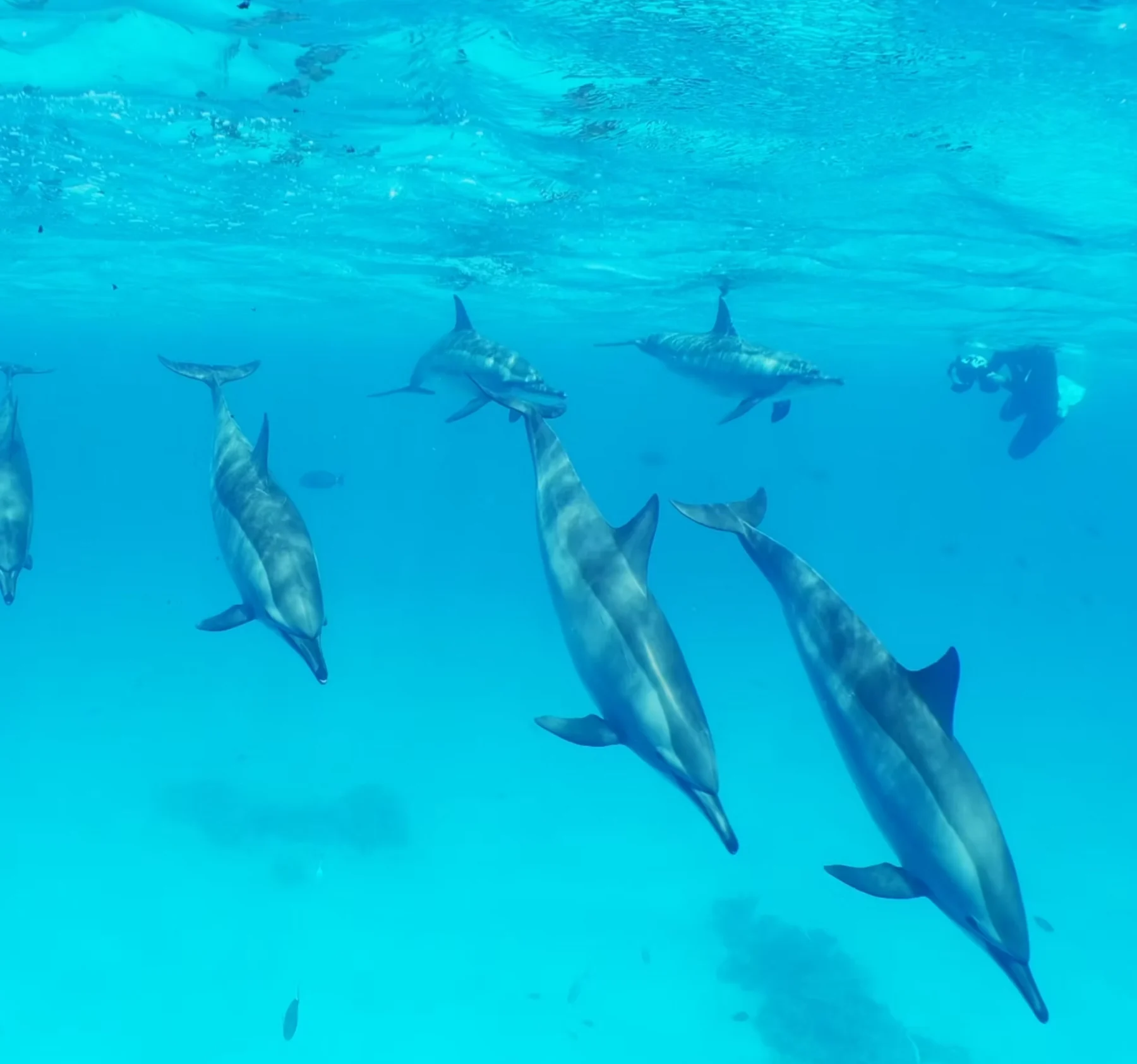 Diving